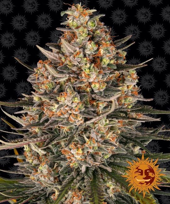 Lemon Drizzle Feminised Seeds - 1
