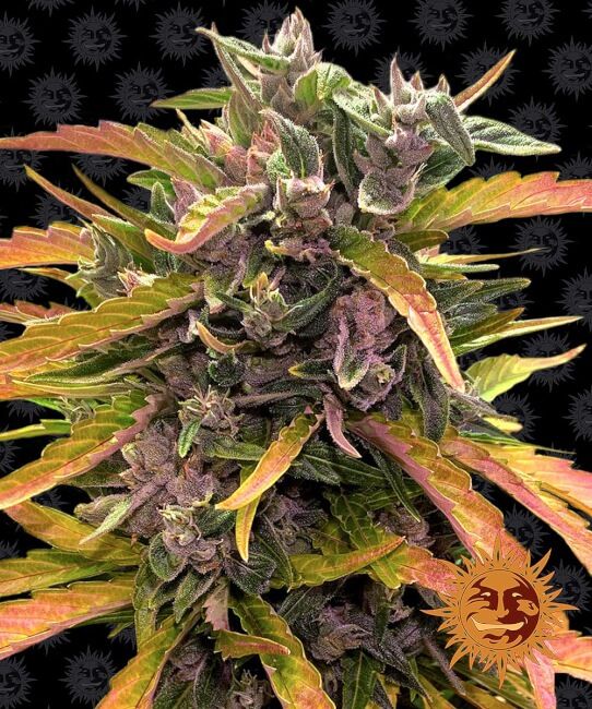 Gorilla Glue Auto Feminised Seeds - 5