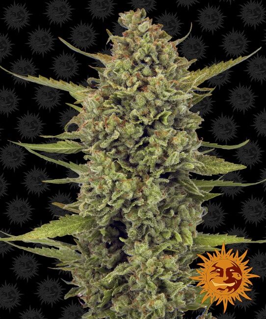Acapulco Gold Feminised Seeds - 3