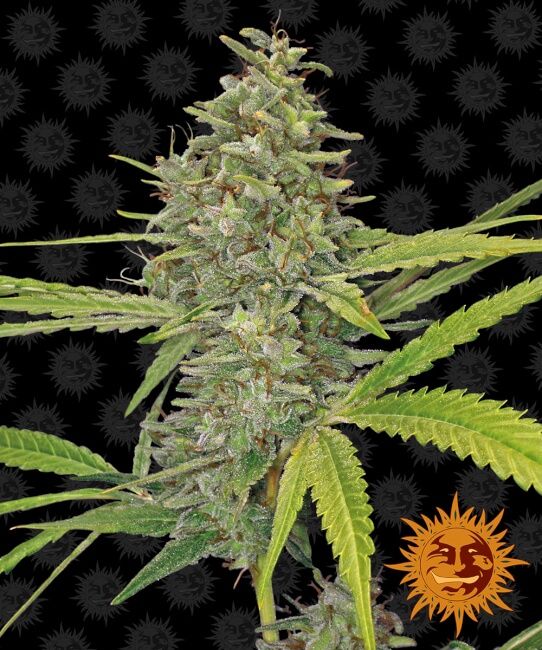 G13 Haze Feminised Seeds - 1