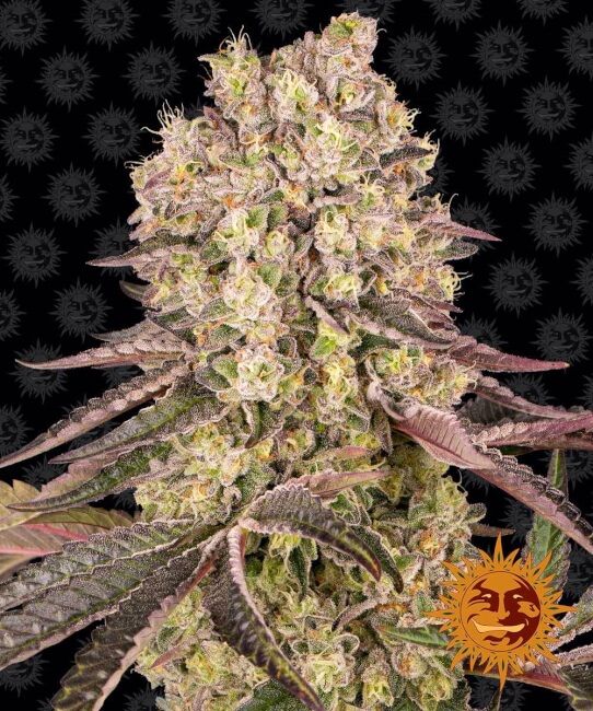 Runtz Muffin Feminised Seeds - 1