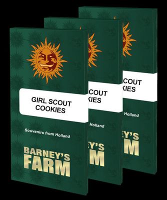 Girl Scout Cookies Feminised Seeds - 1