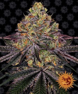 Watermelon Zkittlez Feminised Seeds - 3
