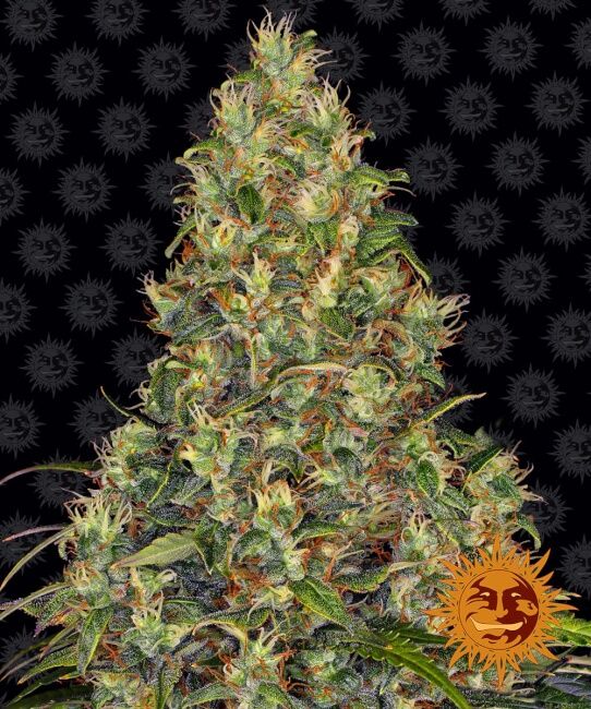 Amnesia Haze Auto Feminised Seeds - 10