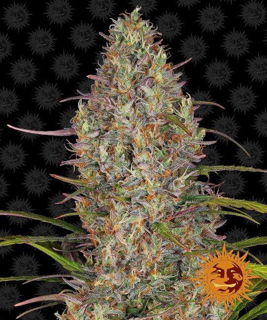 Glue Gelato Auto Feminised Seeds - 5