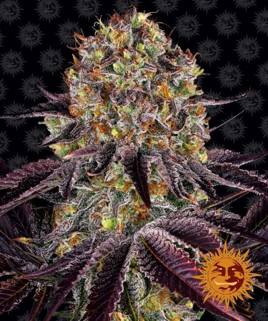 Runtz x Layer Cake Feminised Seeds - 1
