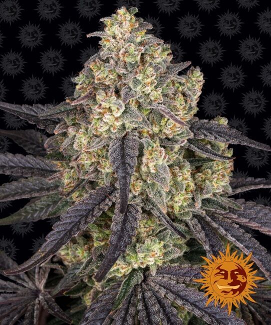 Kush Mintz Feminised Seeds - 10