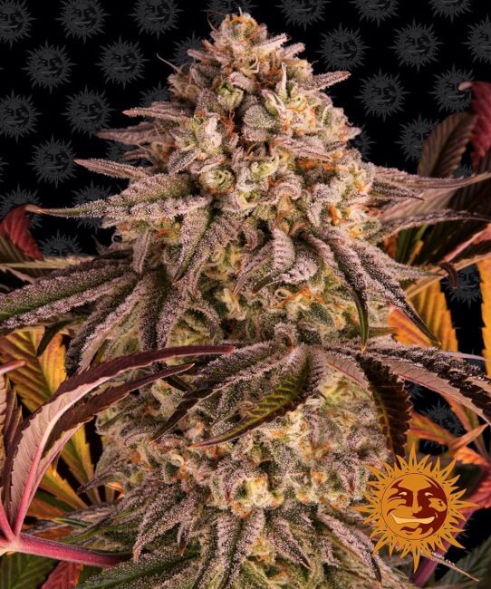 Blue Sunset Sherbert Feminised Seeds - 3