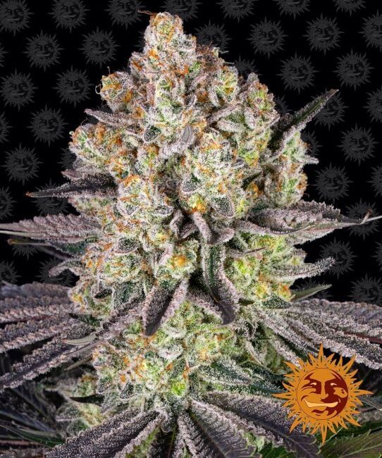 Runtz Feminised Seeds - 5