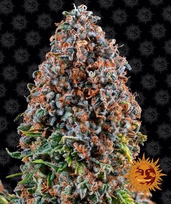 Critical Kush Feminised Seeds - 1