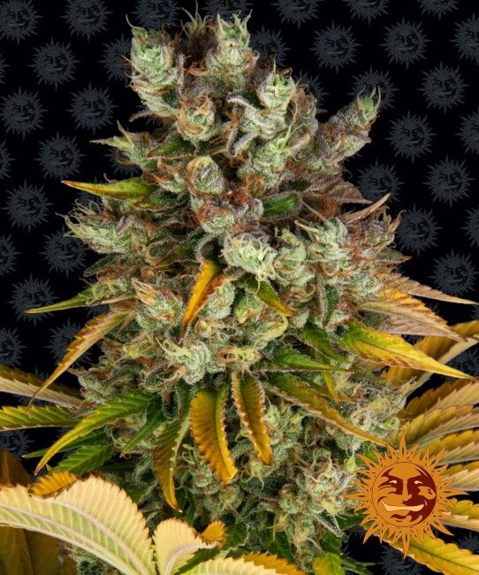 GMO Feminised Seeds - 10