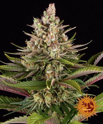 Sour Strawberry Feminised Seeds - 3