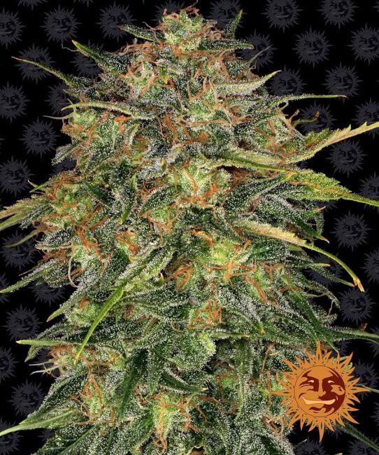 Cheese Feminised Seeds - 1