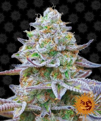 Gorilla Zkittlez Feminised Seeds - 3