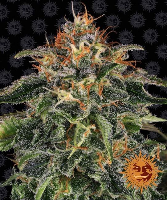 Moby Dick Feminised Seeds - 5
