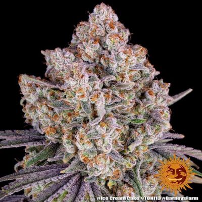 Ice Cream Cake Feminised Seed - 1