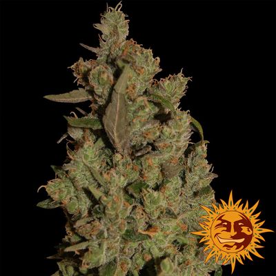Critical Cure CBD Feminised Seeds - 3