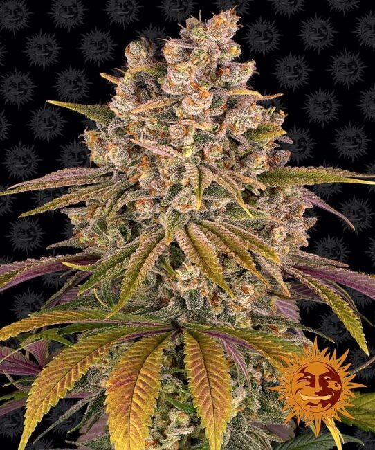 Lemon Tree Feminised Seeds - 3