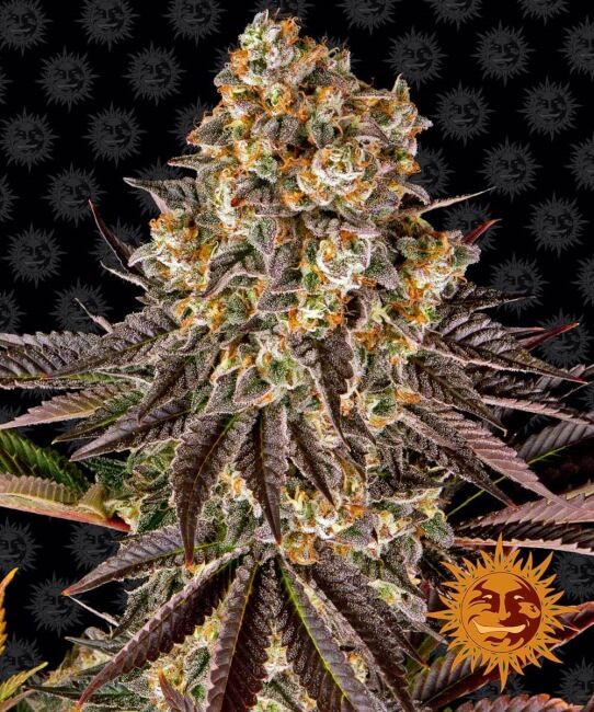 Gelato 45 Feminised Seeds - 1