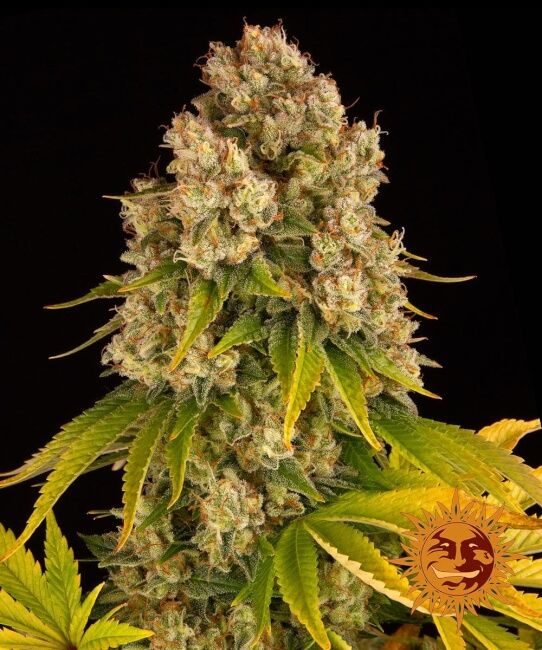 Cheese Auto Feminised Seeds - 10