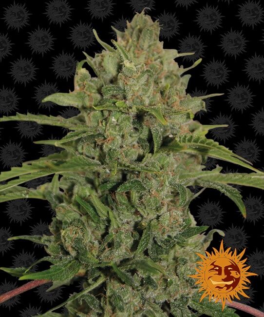 Triple Cheese Feminised Seeds - 10