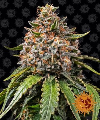 White Widow XXL Feminised Seeds - 3