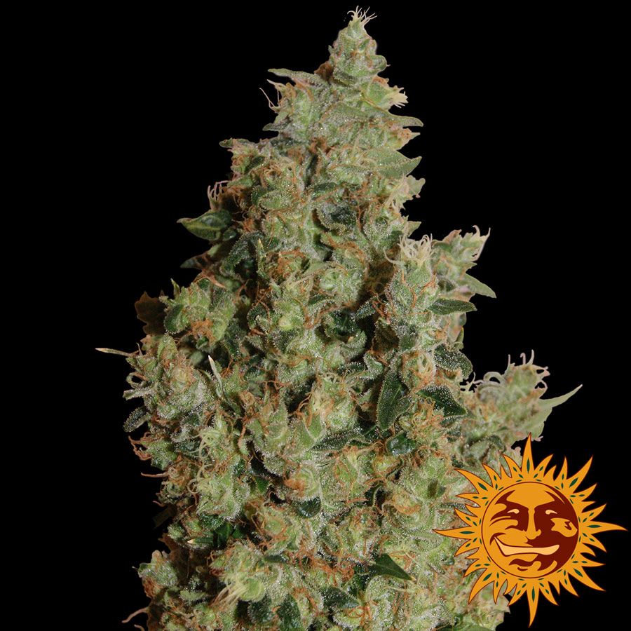 Tangerine Dream Feminised Seeds - 1