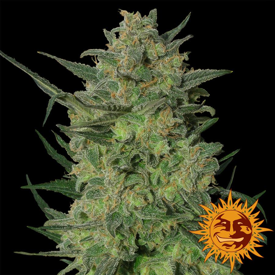 LSD Feminised Seeds - 3