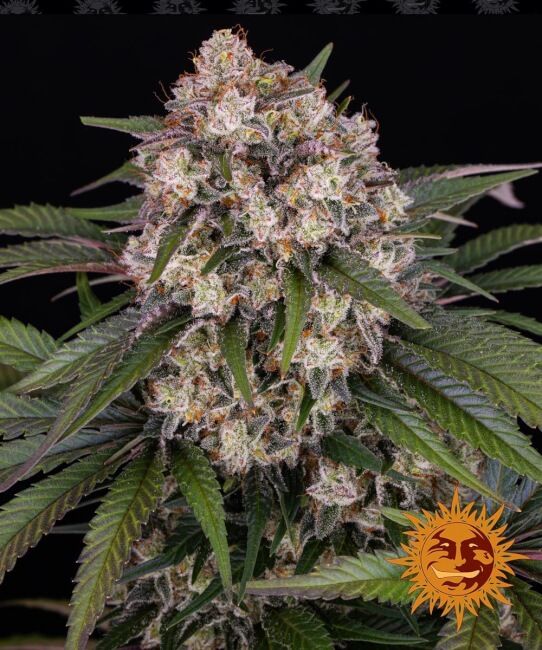 OG Kush Auto Feminised Seeds - 10
