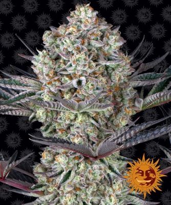 Dos Si Dos 33 Feminised Seeds - 1