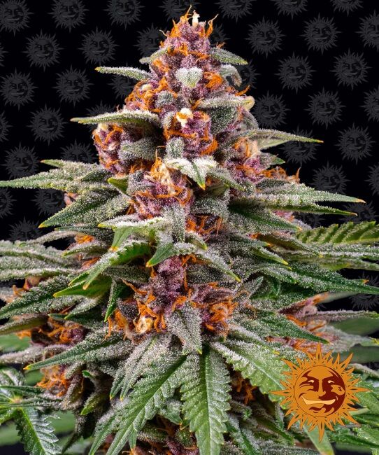 Runtz Auto Feminised Seeds - 1