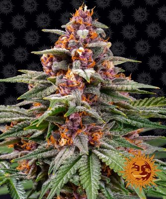 Runtz Auto Feminised Seeds - 1