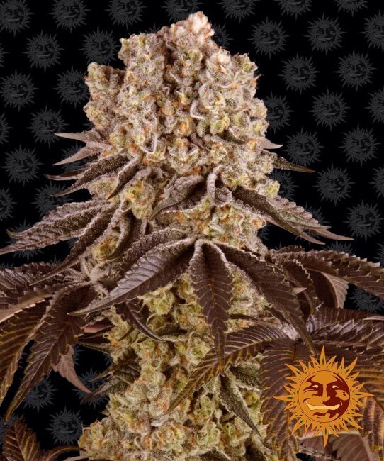 Purple Punch Feminised Seeds - 1