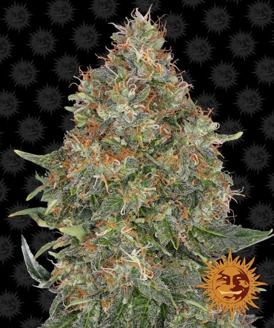 Pineapple Express Auto Feminised Seeds - 5