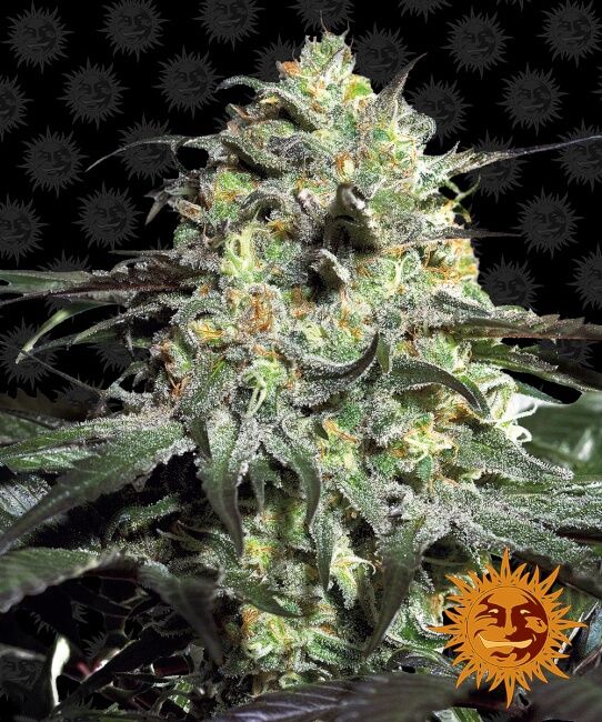 Peyote Cookies Feminised Seeds - 3