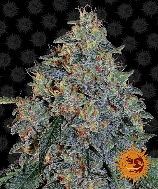 Blueberry OG Feminised Seeds - 10