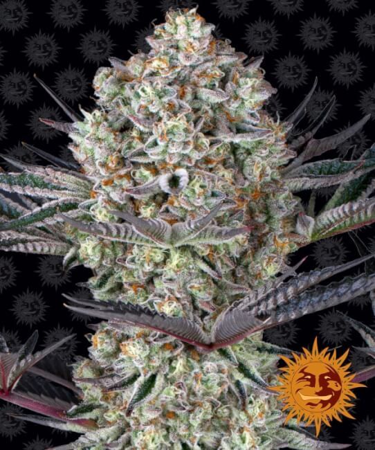 Dos Si Dos 33 Feminised Seeds - 3