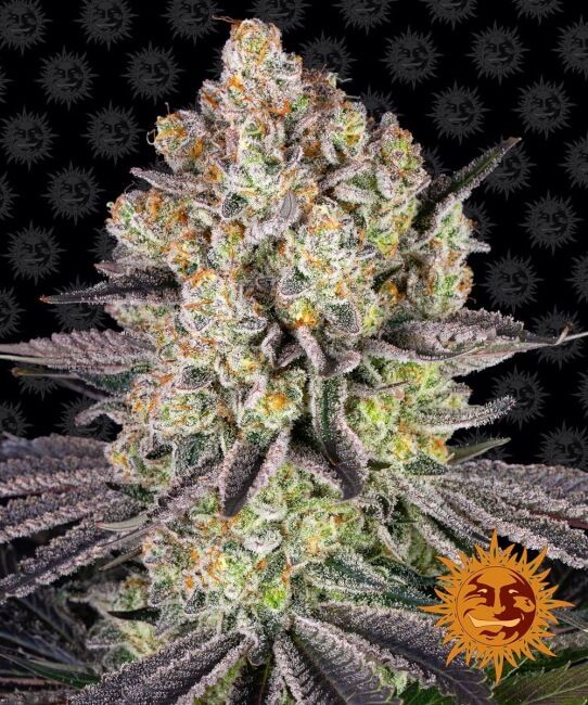 Runtz Feminised Seeds - 3