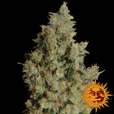 Tangerine Dream Feminised Seeds - 10