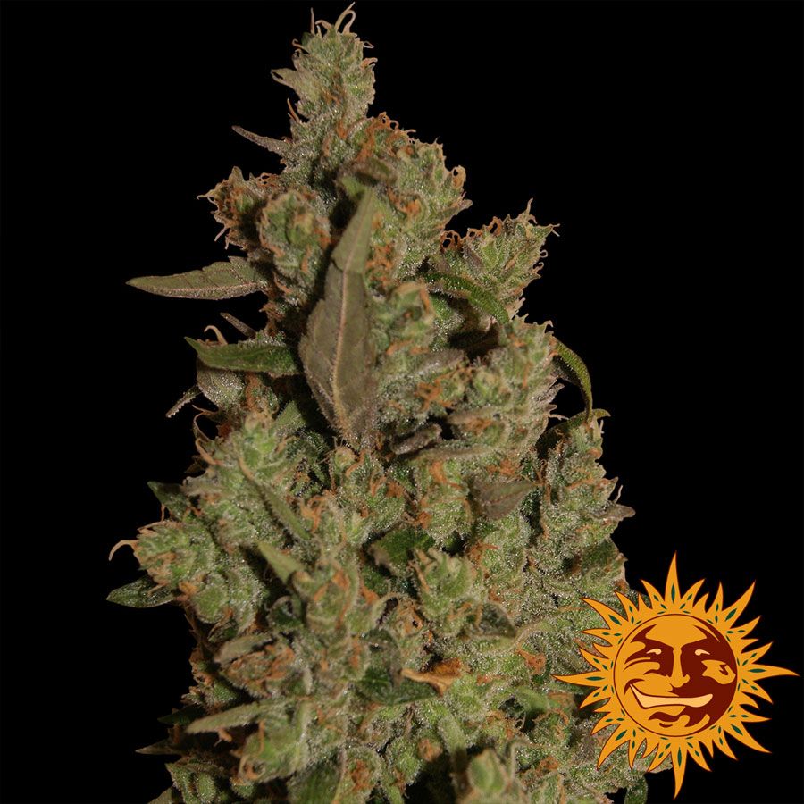 Critical Cure CBD Feminised Seeds - 1