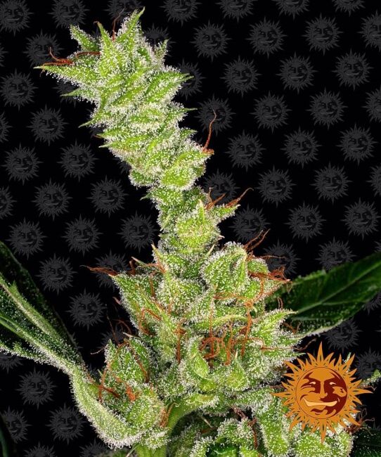Dr Grinspoon Feminised Seeds - 3