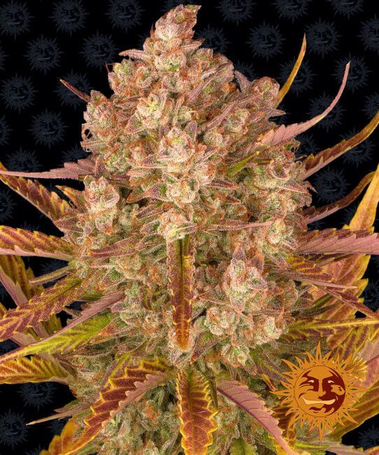 Dos Si Dos Auto Feminised Seeds - 1