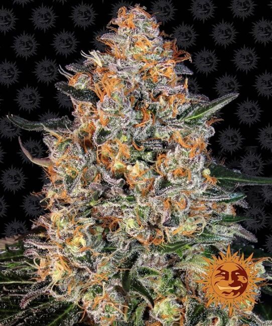 Bubba Kush Feminised Seeds - 1
