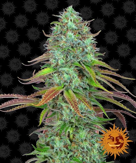 LSD Auto Feminised Seeds - 10