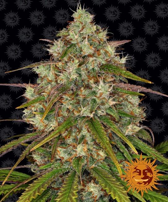 Liberty Haze Feminised Seeds - 1