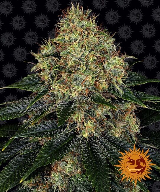 Skywalker OG Auto Feminised Seeds - 1