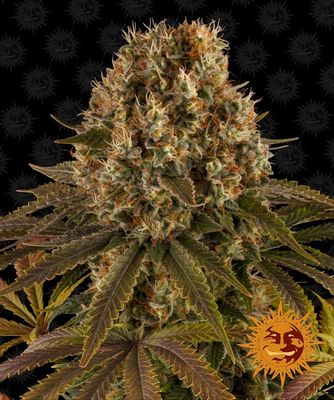 Strawberry Lemonade Feminised Seeds - 3