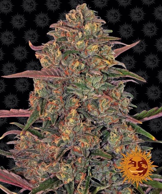 Pineapple Chunk Feminised Seeds - 1
