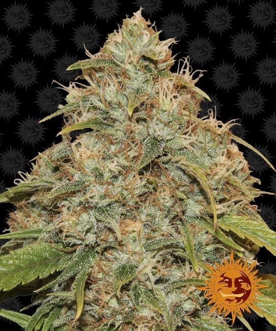 Lemon Potion CBD Auto Feminised Seeds - 10