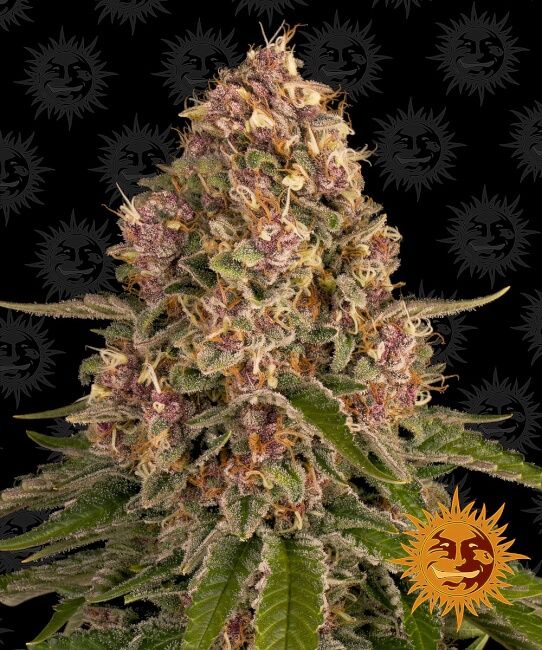 Pink Kush Feminised Seeds - 1
